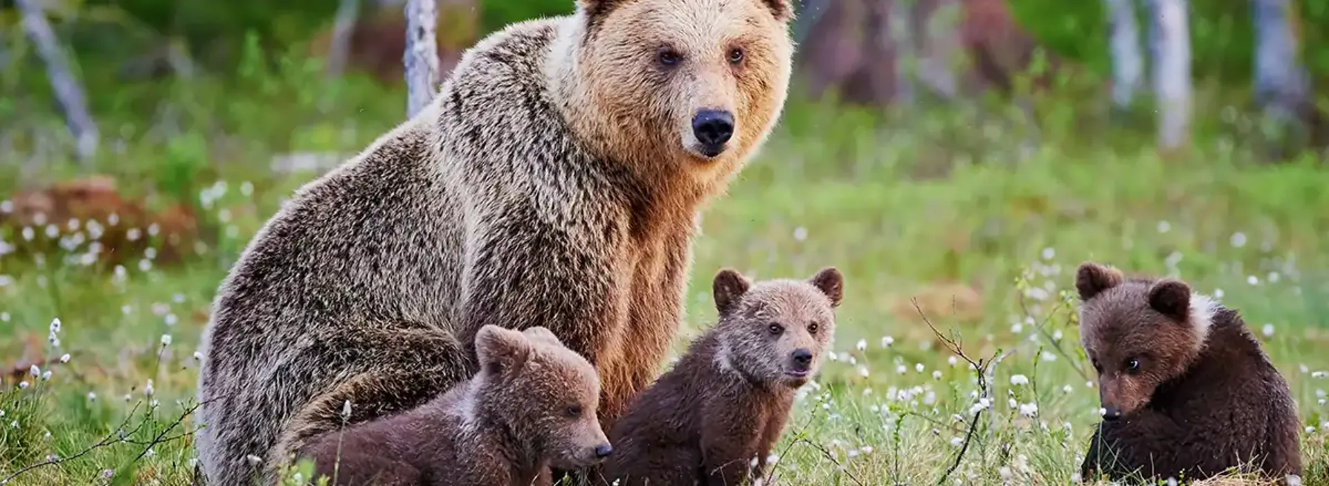 Brown bear with cubs