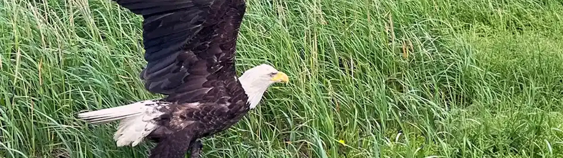 Bald eagle taking flight