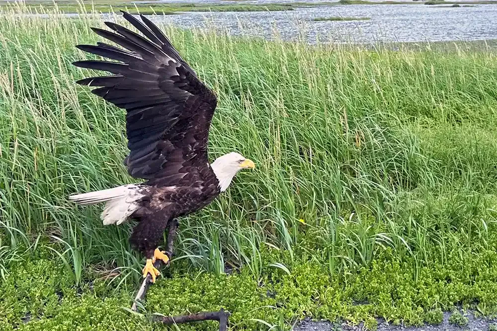 Bald eagle taking flight