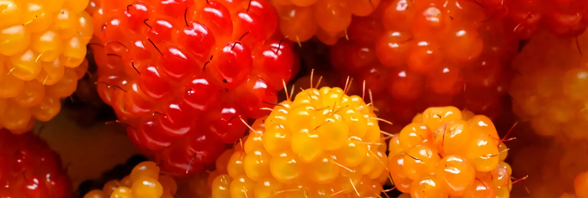 Closeup of red and yellow salmonberries