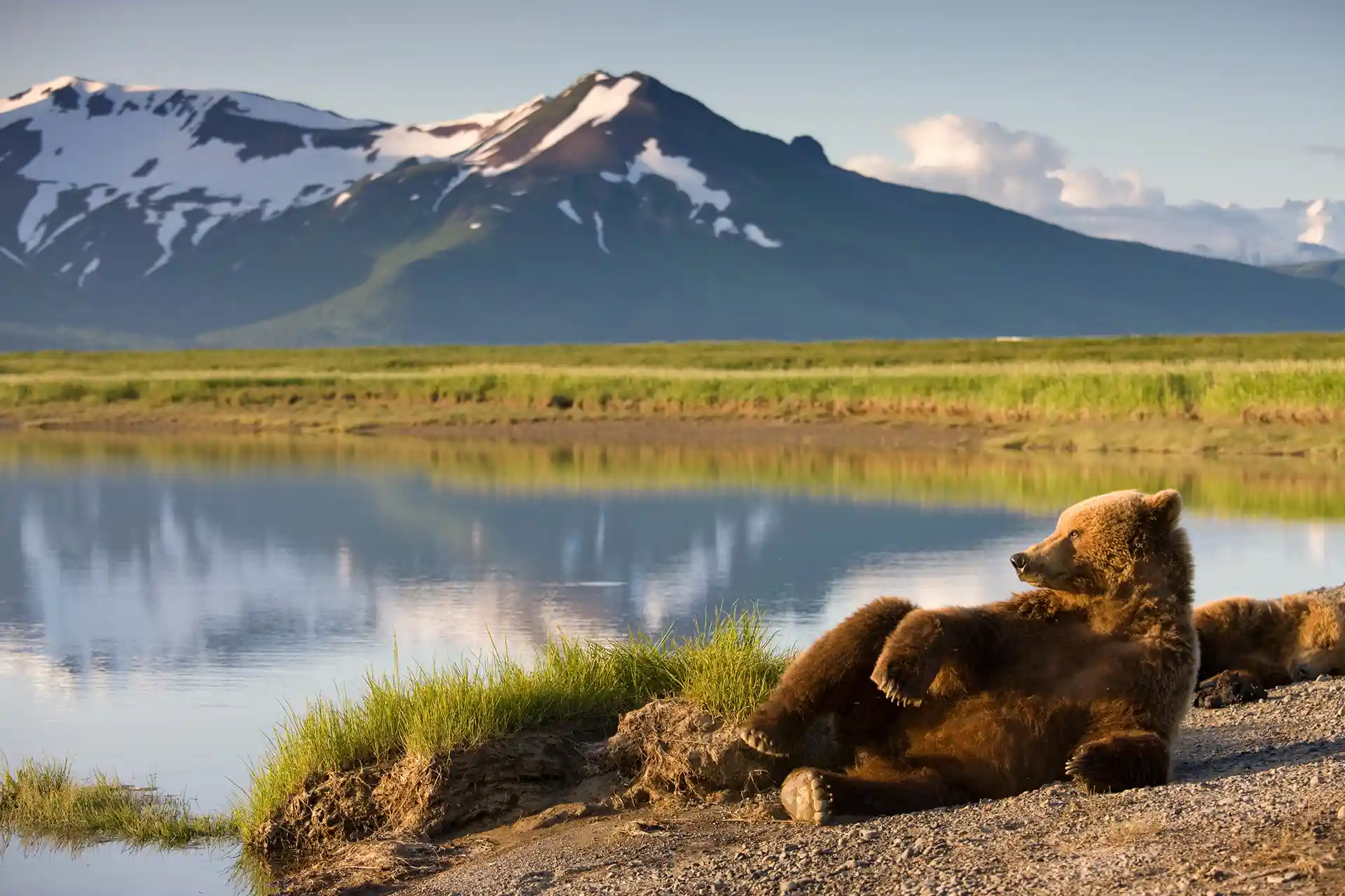 Grizzly Bear lounging by a lake, Katmai National Park, Alaska