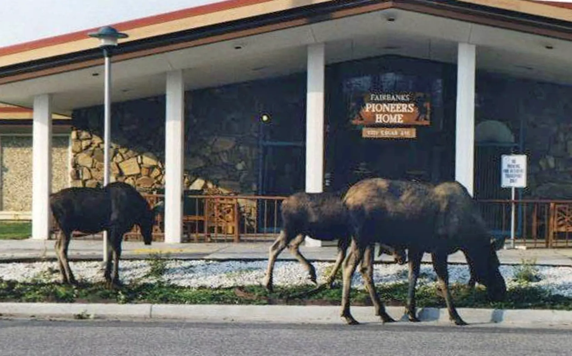 Moose in front of the Fairbanks Pioneers Home