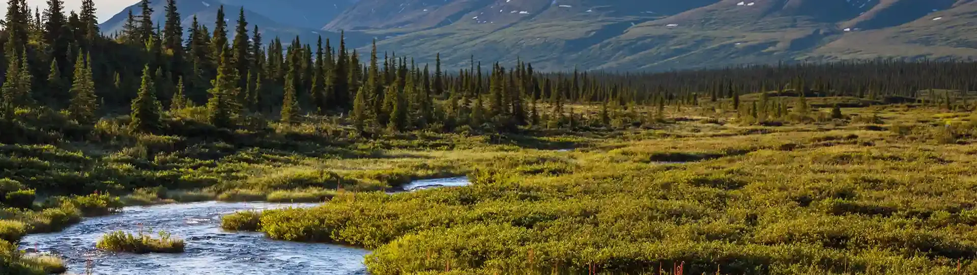 Alaska Mountain Stream