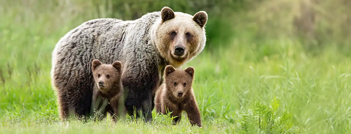 Brown bear with two cubs