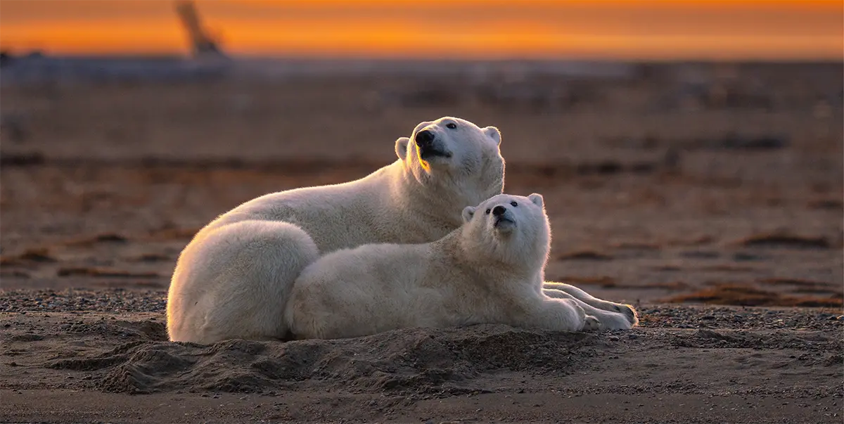 Polar bears on the beach in Kaktovik, Alaska