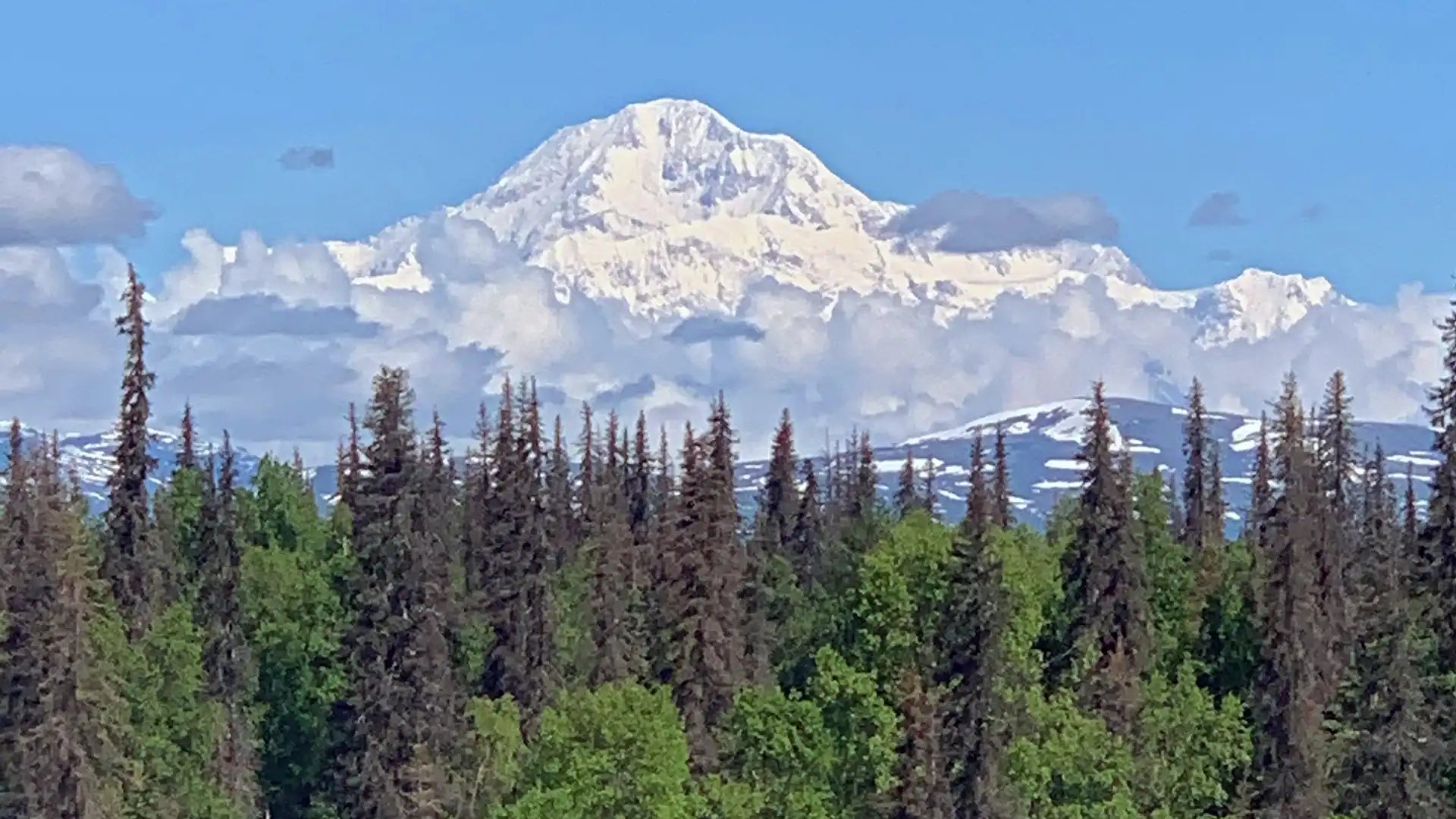 Denali seen over treetops on a clear day