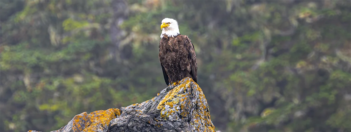 Eagle perched on mossy rock