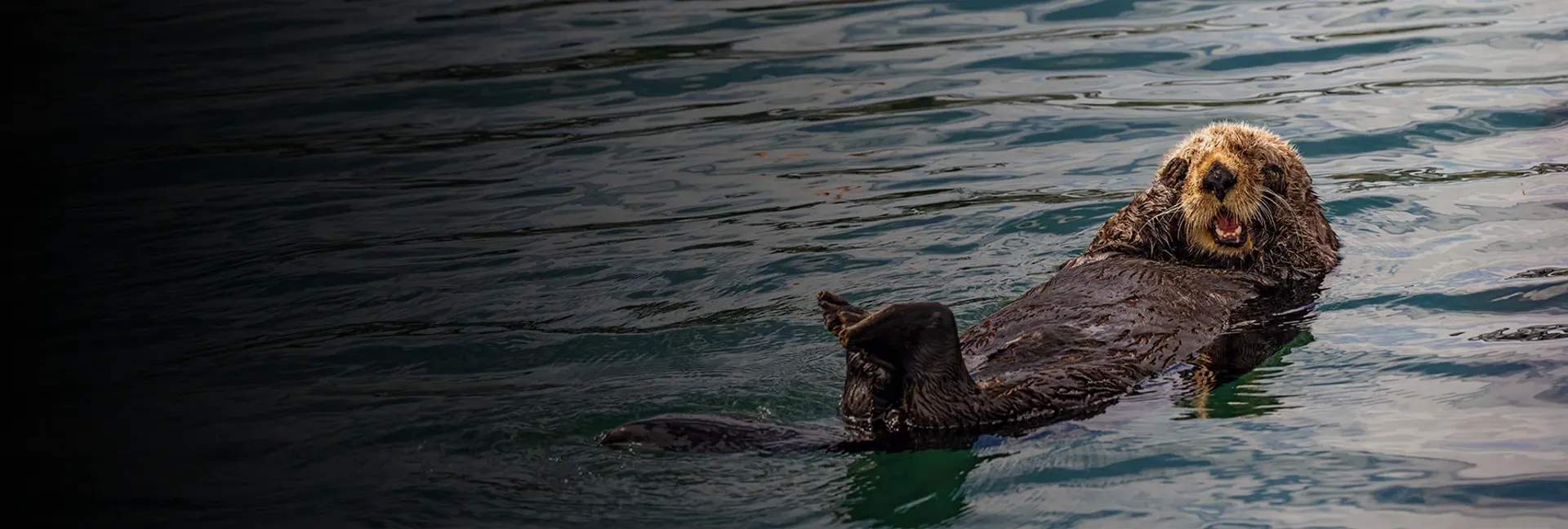 Sea Otter swimming on its back with its paws covering its eyes in surprise, Katchemak Bay