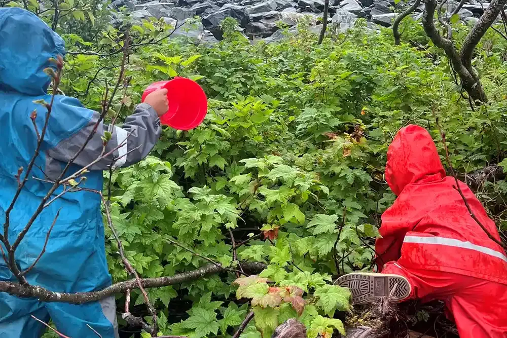 Two people in raingear picking berries