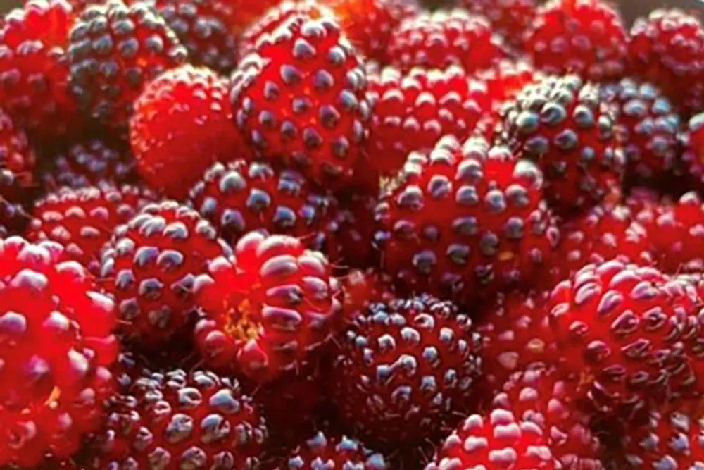Closeup of red salmonberries
