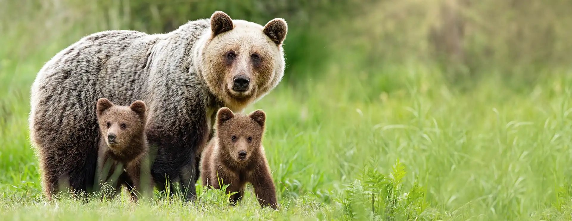 Brown bear with two cubs