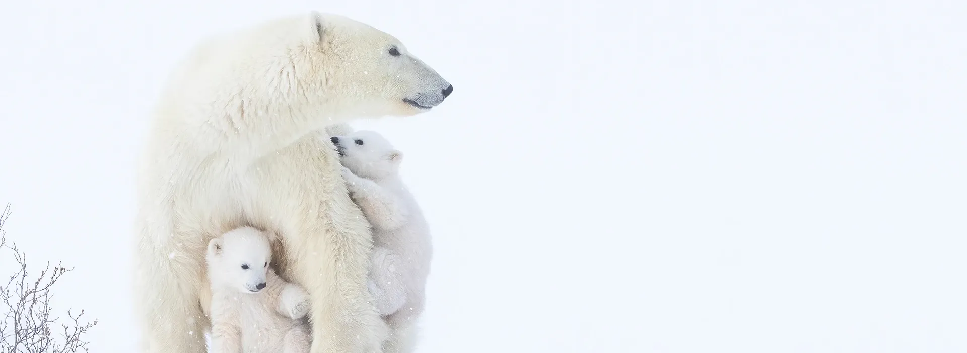 Polar bear with two cubs