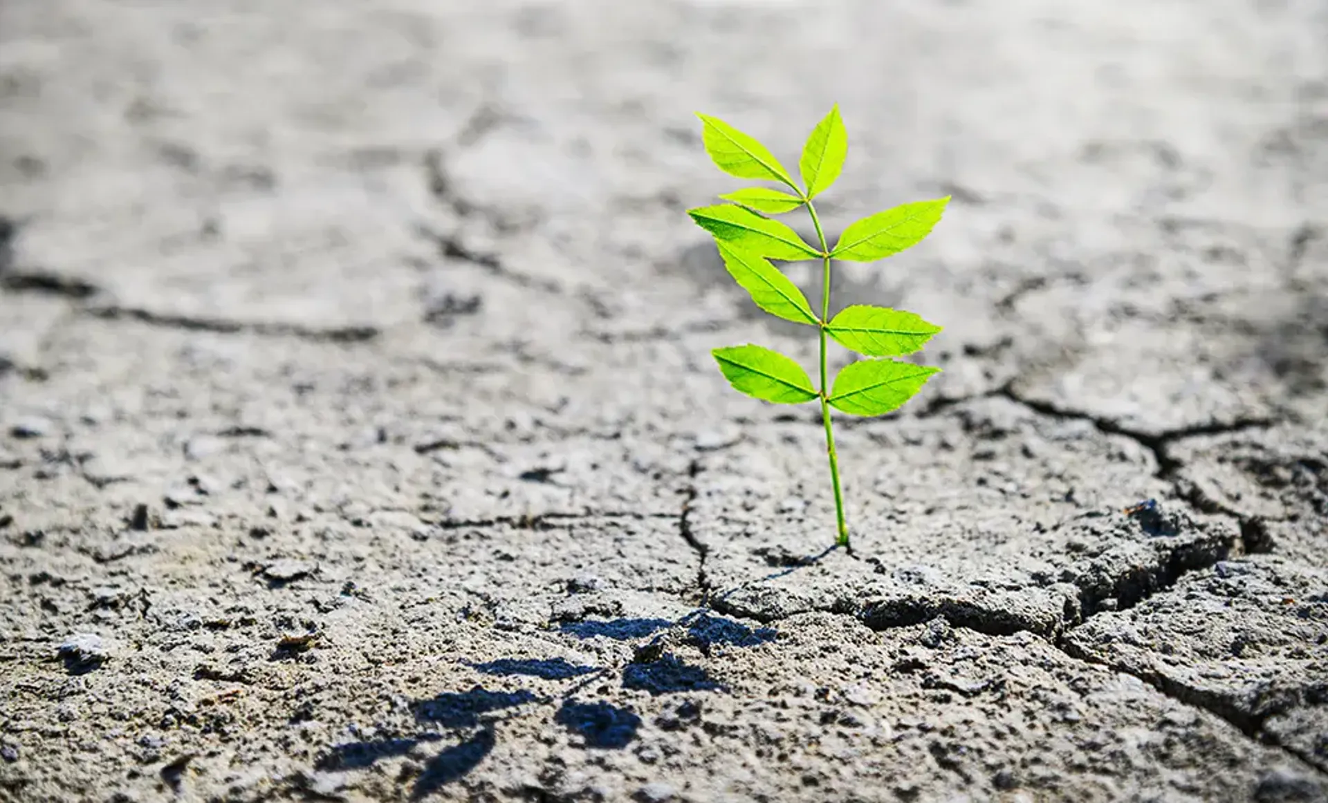 Small green sprout growing in cracked, dry earth