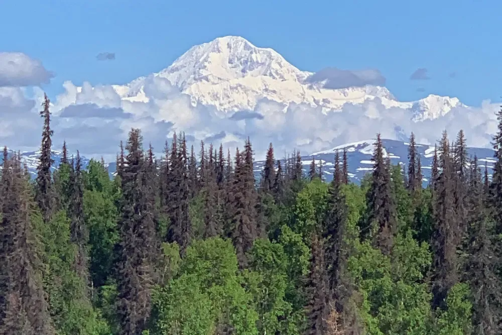 Denali Mountain seen over the top of trees