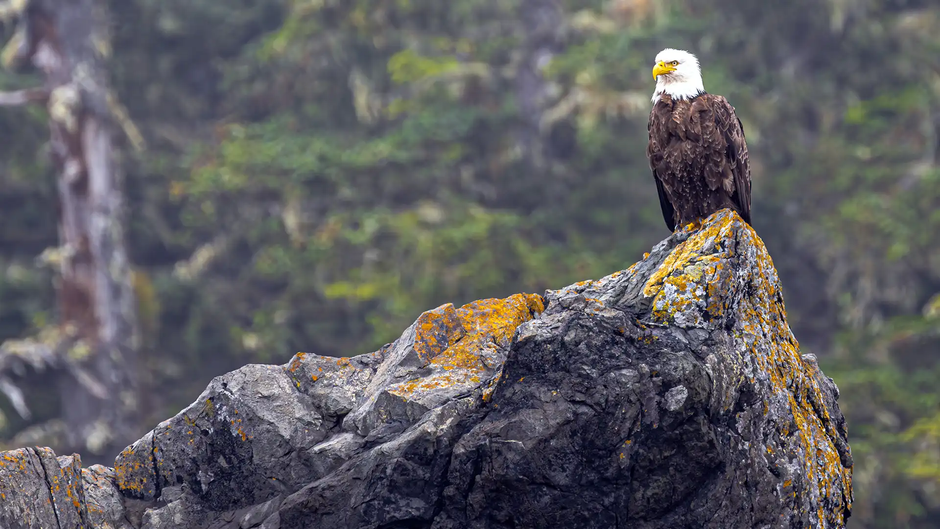 Eagle perched on mossy rock