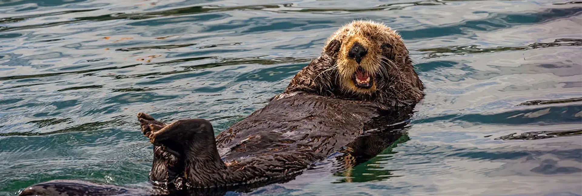 Sea Otter swimming on its back with its paws covering its eyes in surprise, Katchemak Bay