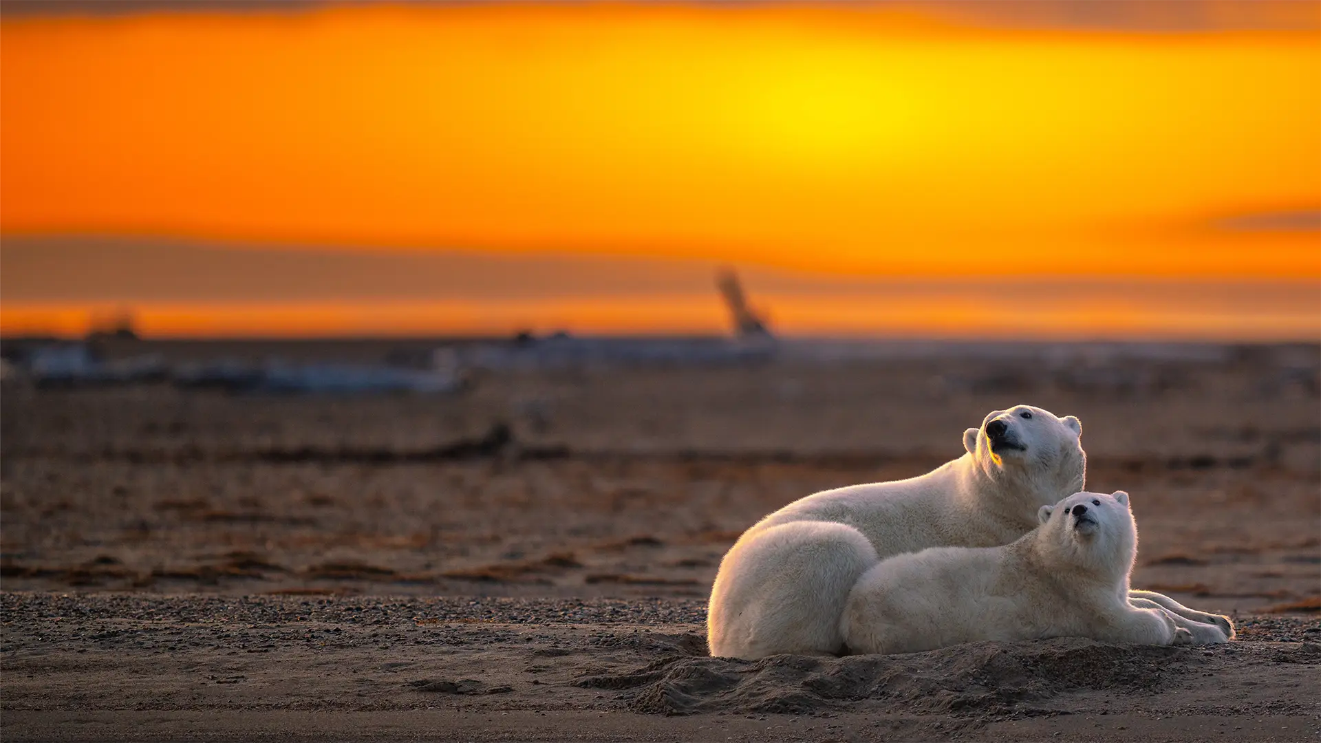 Polar bears on the beach in Kaktovik, Alaska