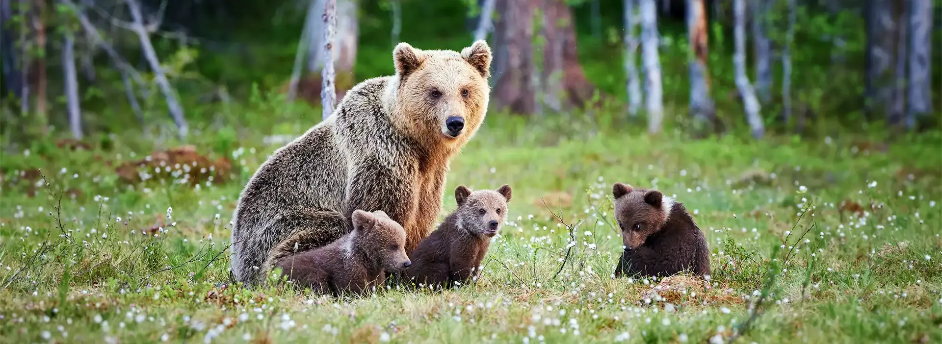 Brown bear with three cubs