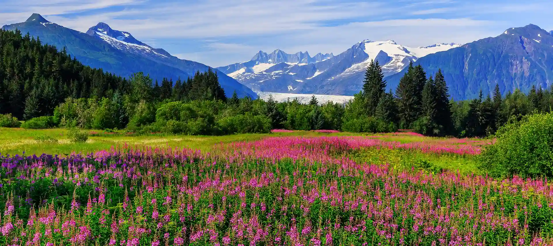 Fireweed in front of the Mendenhall Glacier