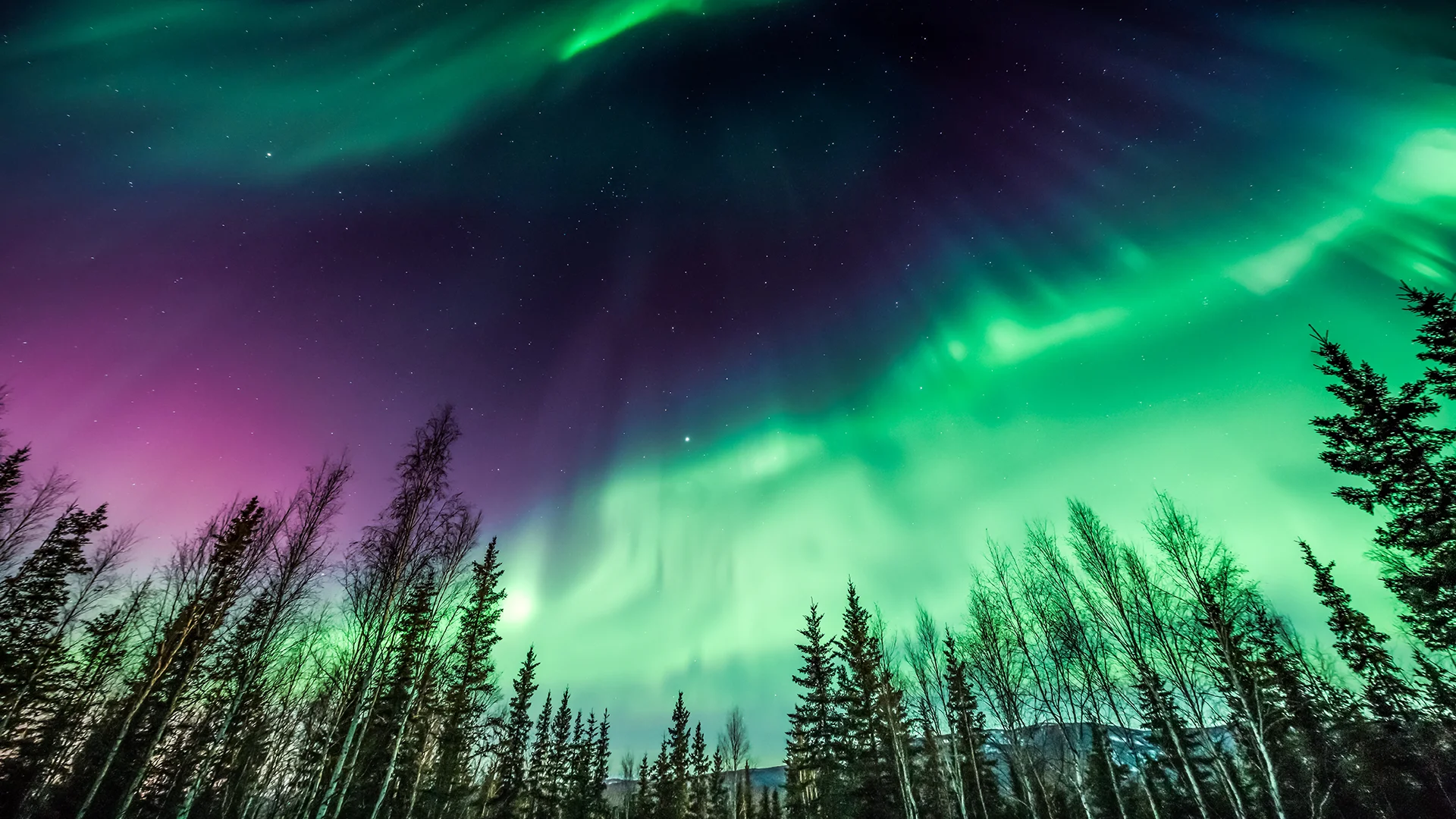 Aurora above treetops
