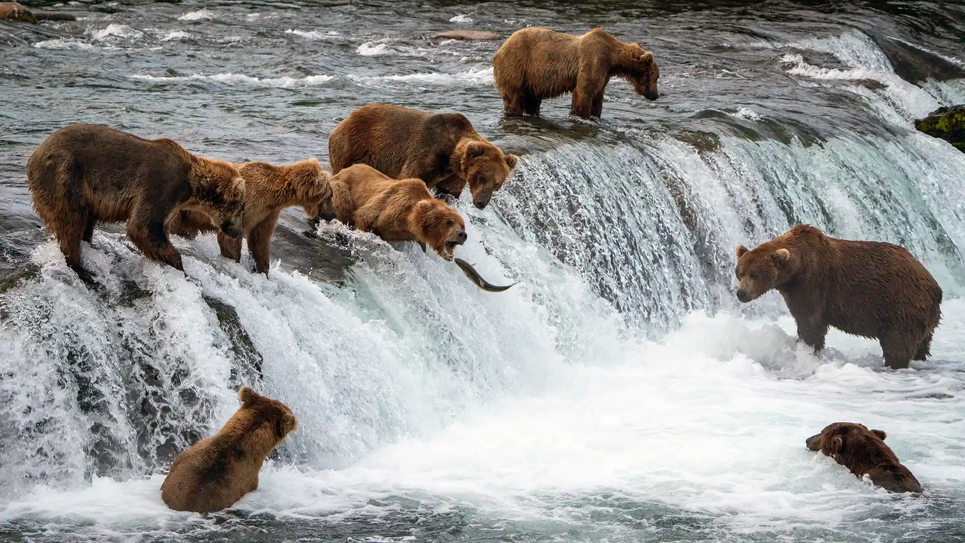 Brown Bears at Brooks Falls in Katmai National Park, Alaska